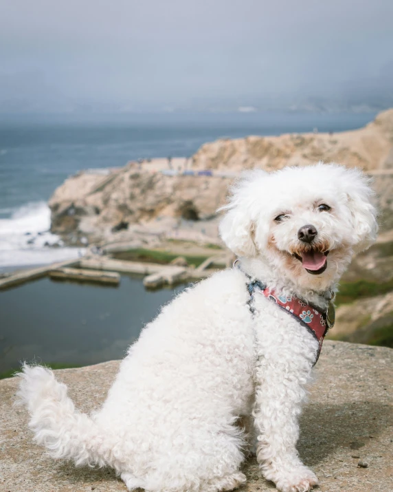 a white dog sitting on a cliff next to the ocean
