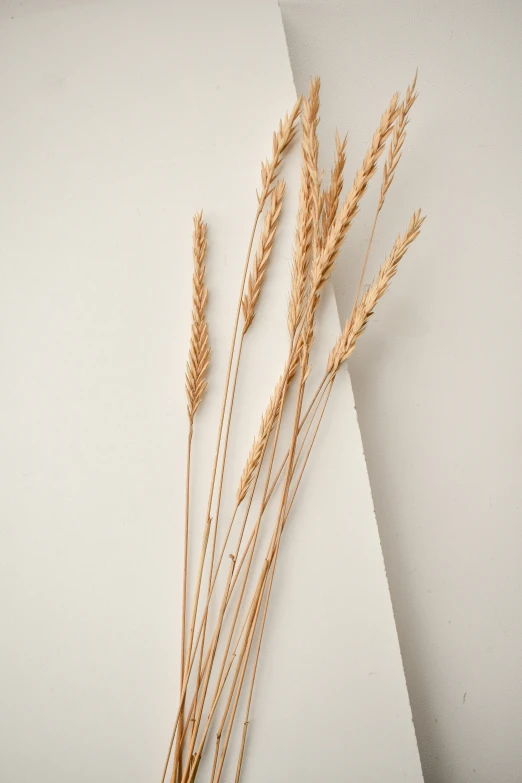 a bunch of brown grass sitting on top of a white sheet of paper