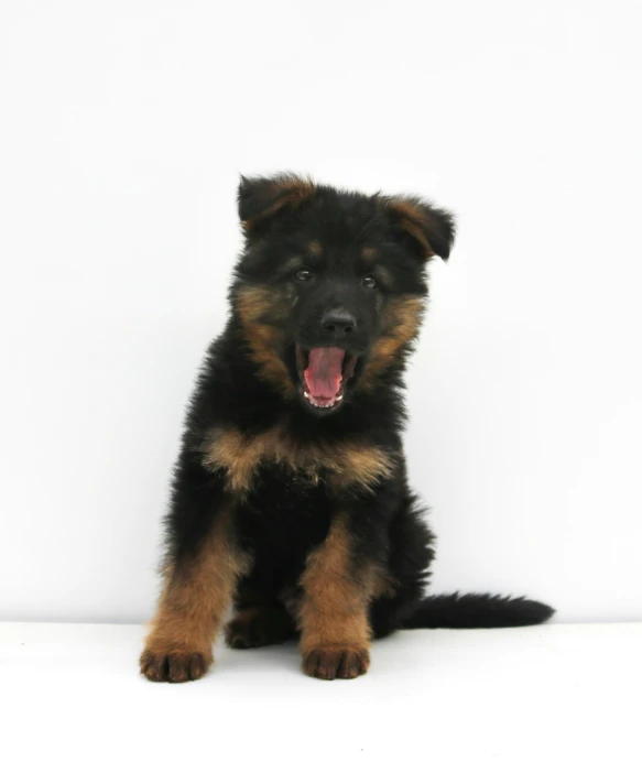 a small dog sitting in front of a white wall