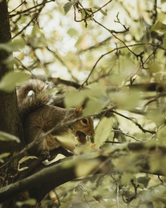 the squirrel is climbing up on a tree