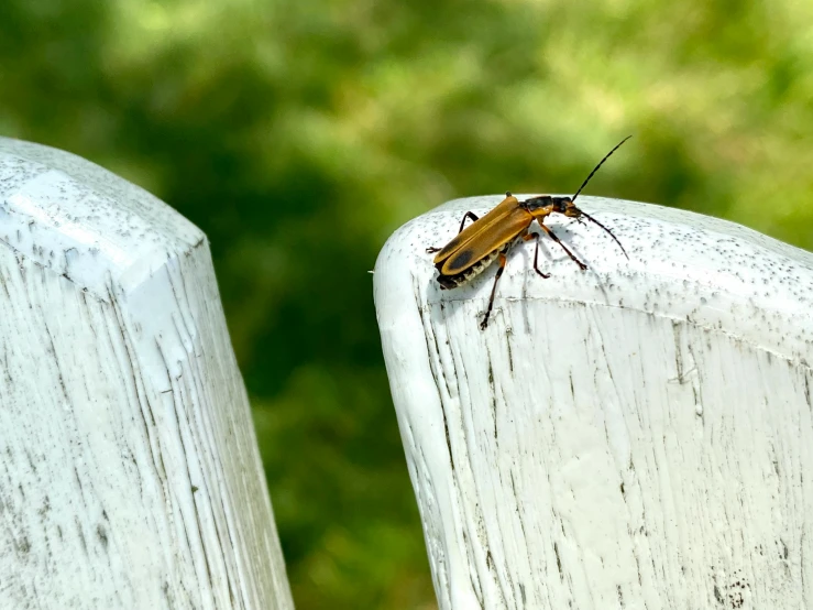 a insect is sitting on the corner of a white post