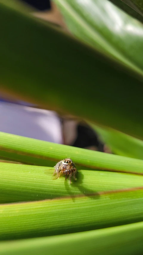 a green ring sits on top of a leaf