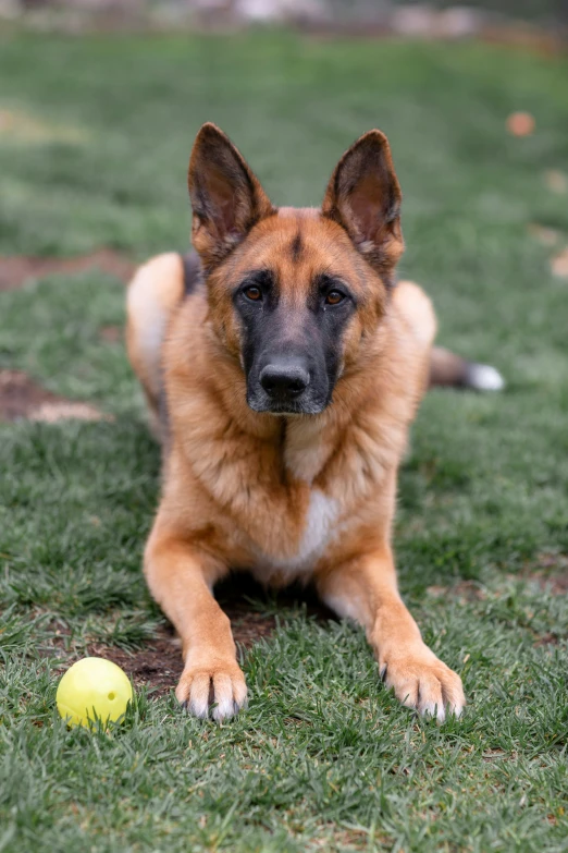 a brown dog lays on green grass with a tennis ball