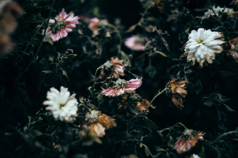 a flower is pictured surrounded by dead flowers