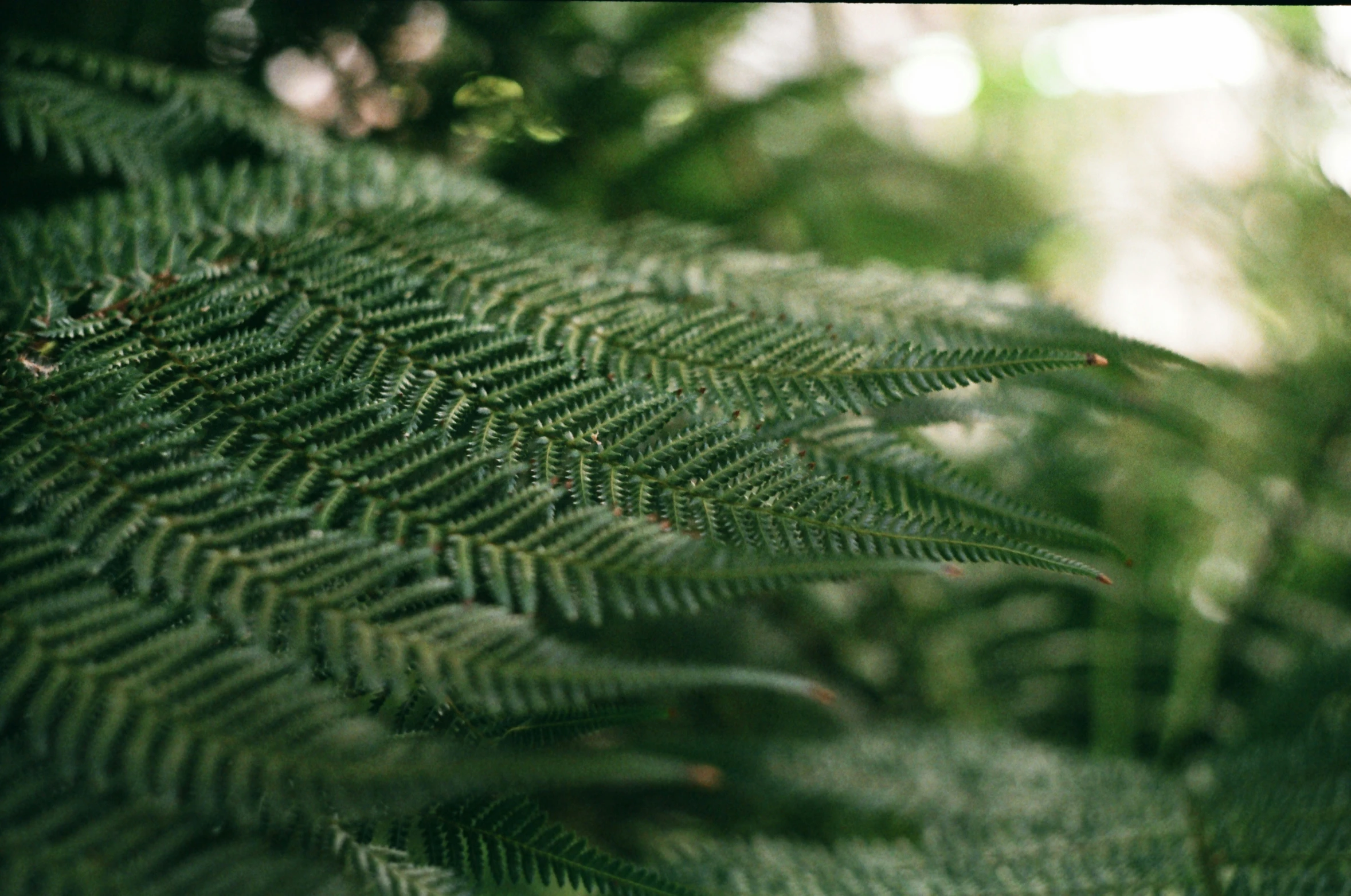 a picture of the leaves and nches of a fern tree