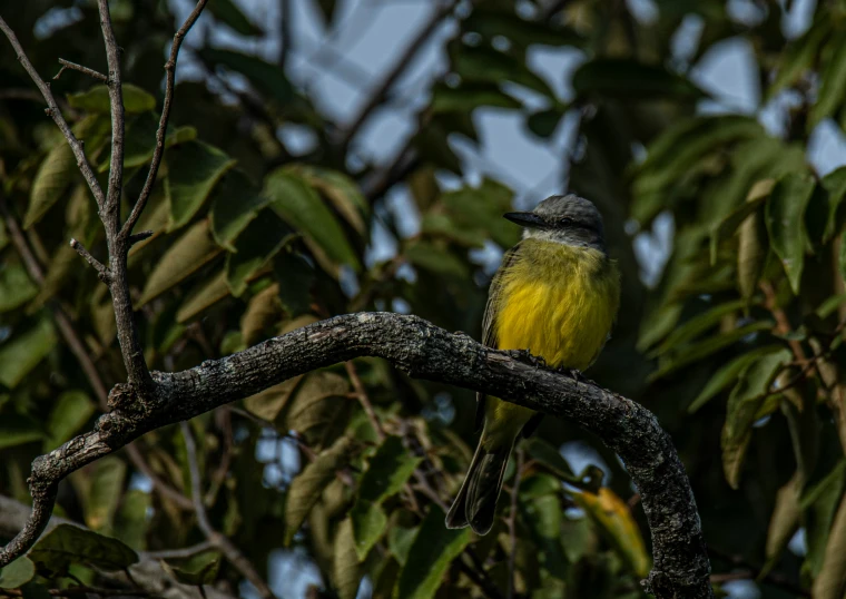 a small bird perched on top of a tree nch