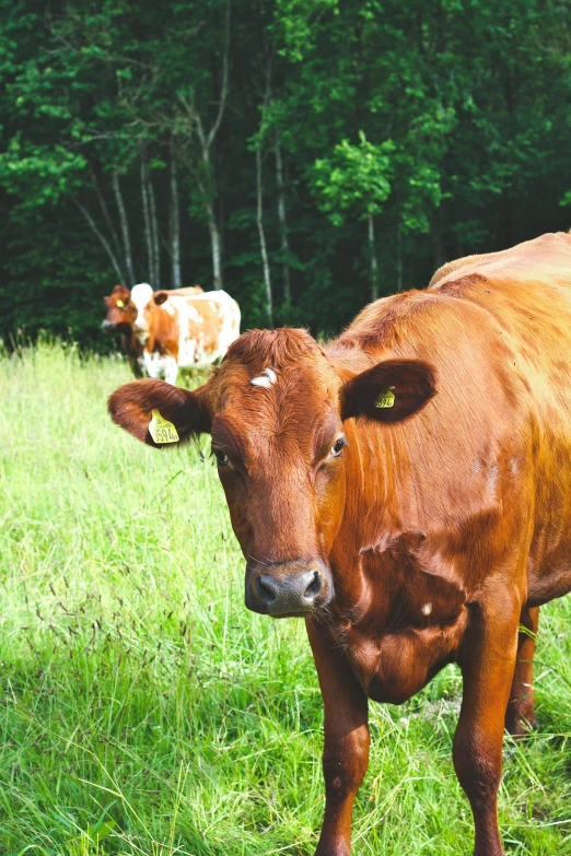 a cow is standing in a field with another cow behind it