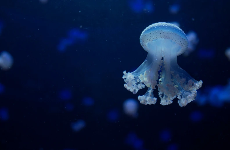 a white jellyfish swimming in water with bubbles