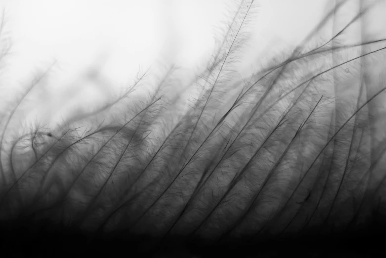 black and white pograph of tall grass with blowing winds