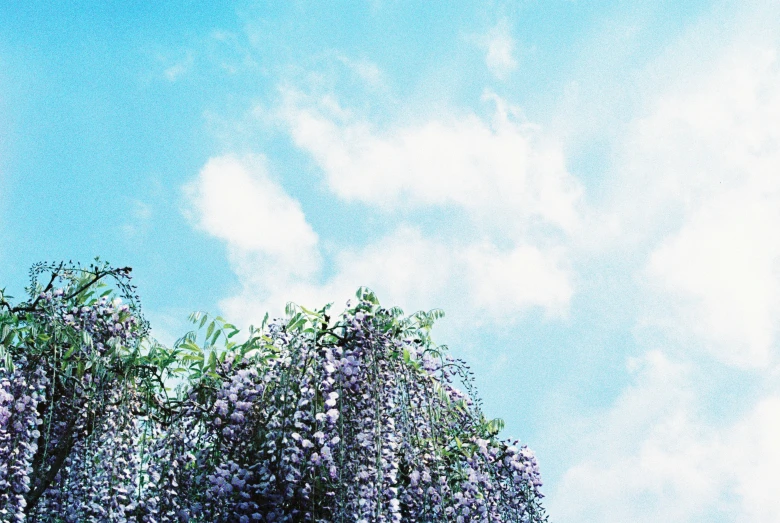 a group of wild flowers growing on the side of a tree