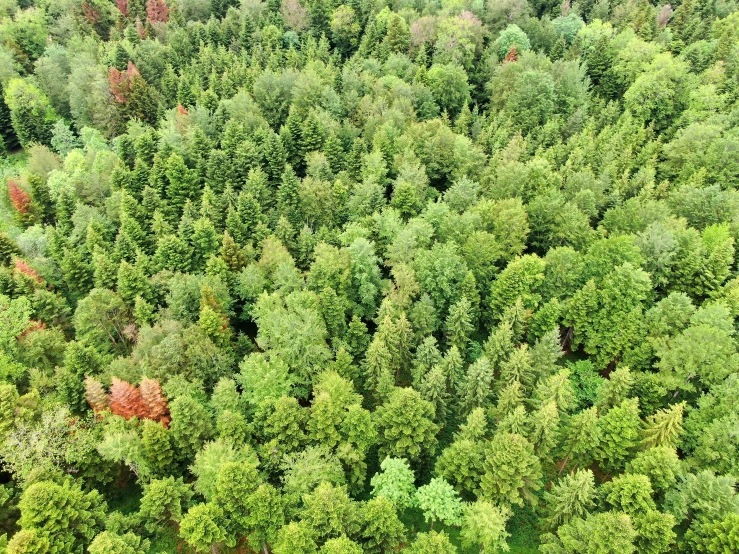 a forested area, covered in dense green foliage