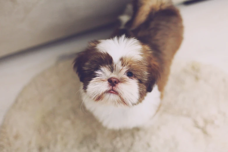 a close up view of a small dog on the ground