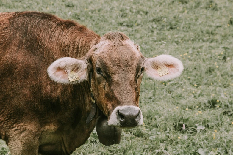 the head and eyes of a brown cow in a field