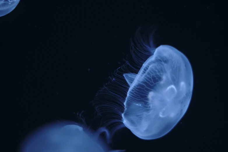 blue jellyfish with bubbles swimming on the bottom