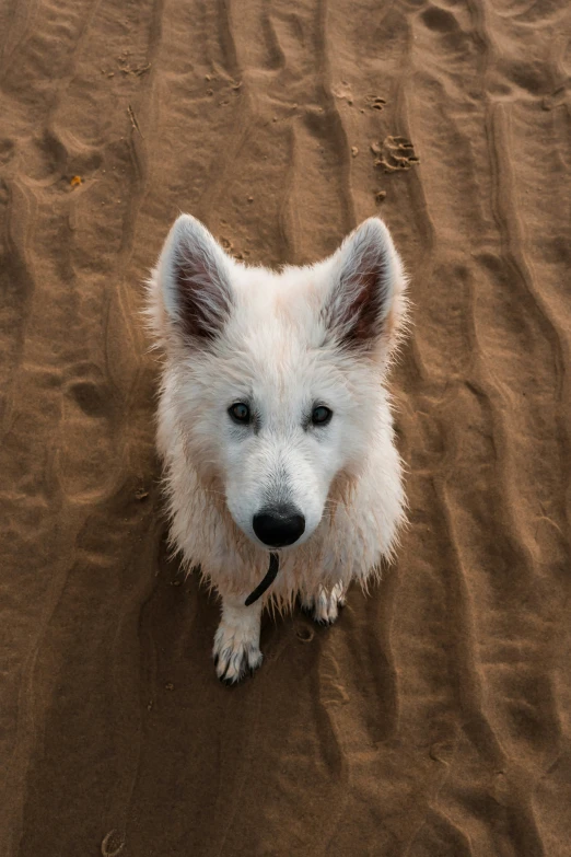 the small white dog is standing in the sand