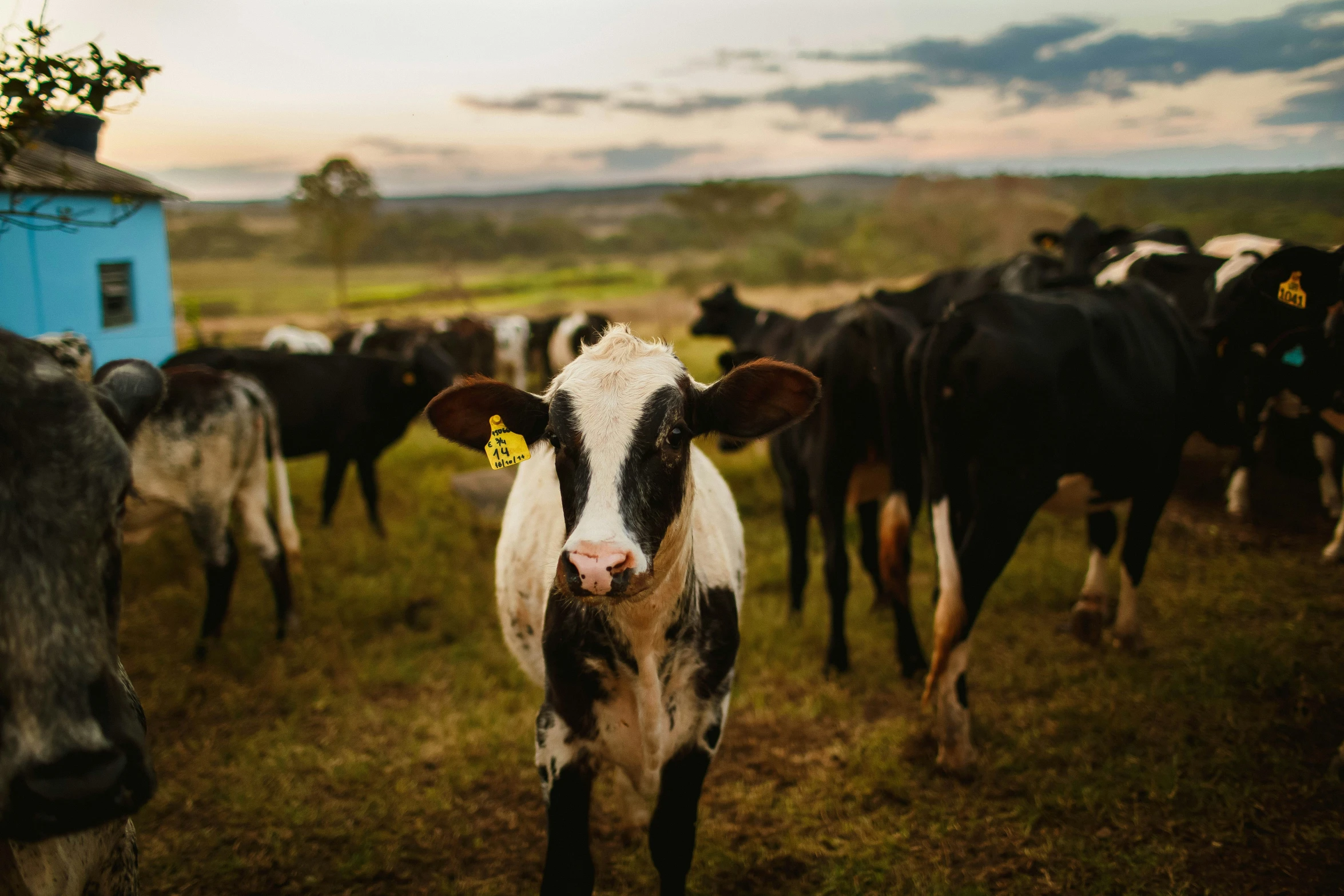 a herd of black and white cows with bell shaped horns