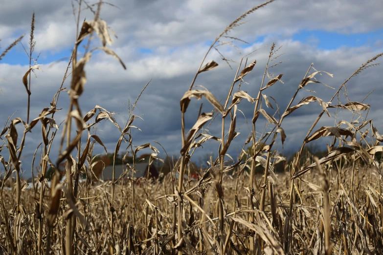 the cloudy sky is partially obscured by thin wheat stalks