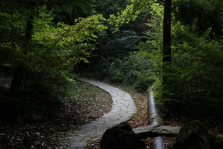 a trail in a wooded area through a park