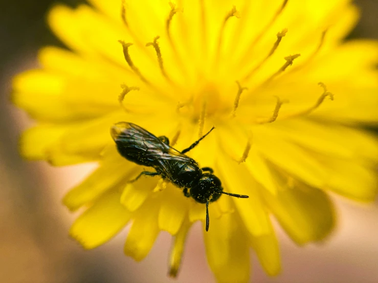 a couple of very small bugs sitting on top of a yellow flower