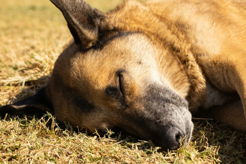 a dog laying in the grass has his eyes closed