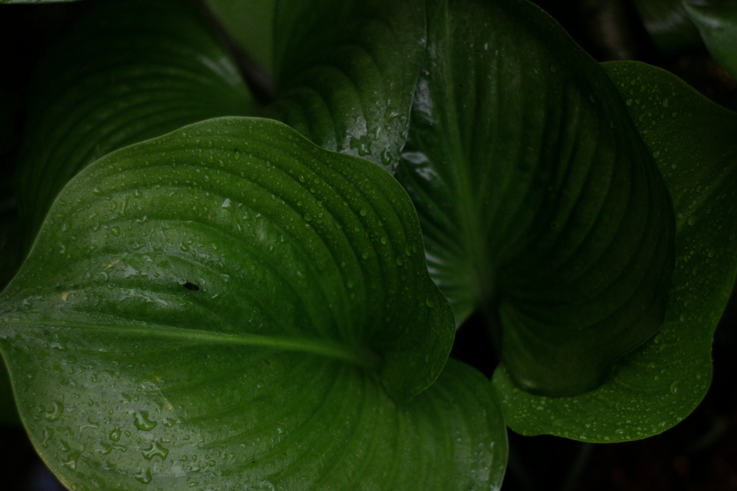 green leaves close up on the top of a plant