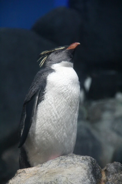 a small penguin stands on some rocks with a black and white color