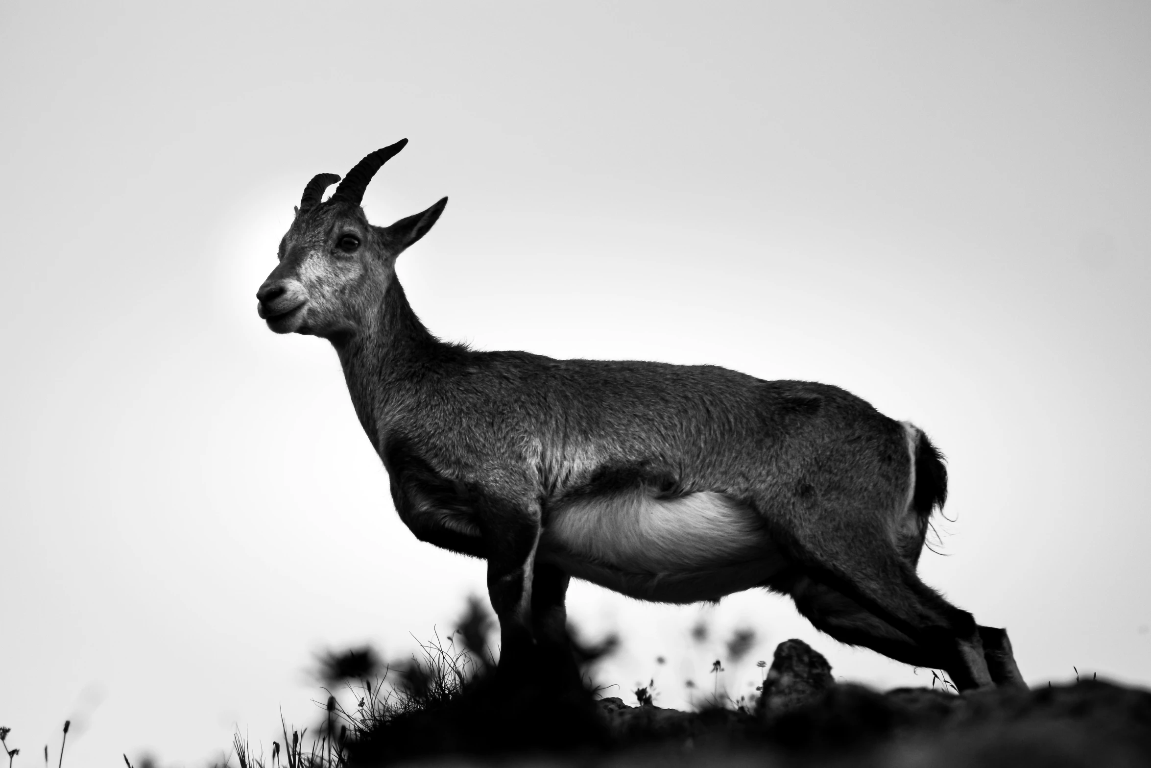 a black and white po of a goat in a field