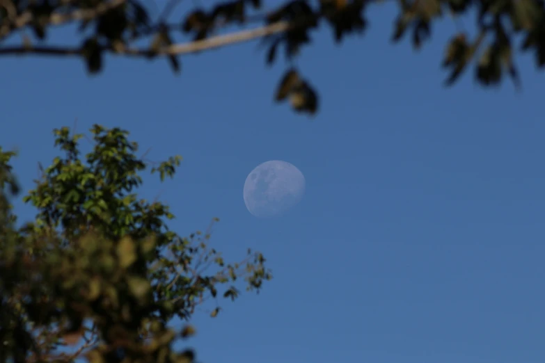 the view of a bright moon and trees from below