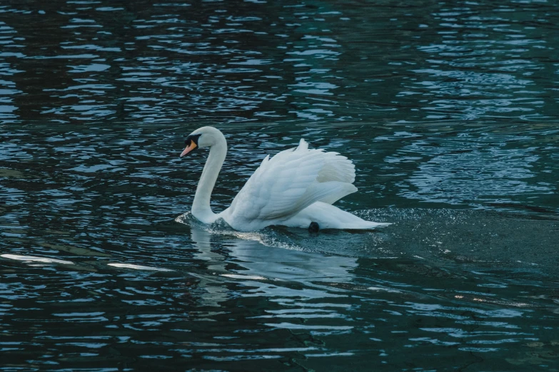 a single swan with its wings back floating in a body of water