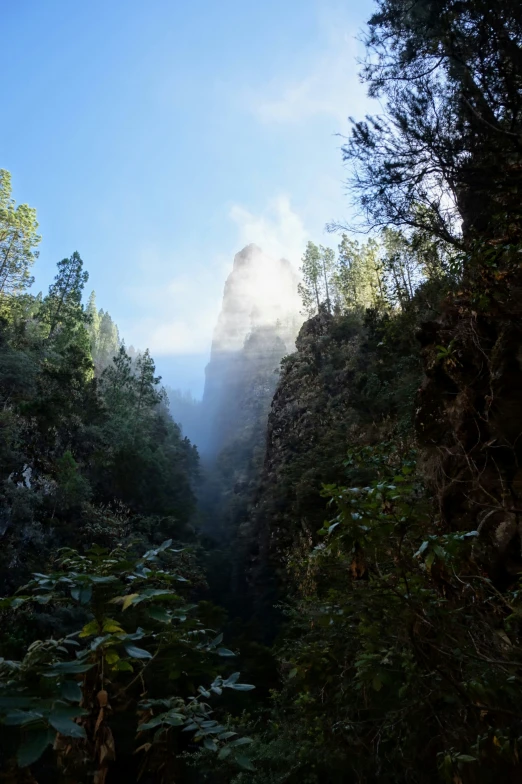 a lush green forest with tall, thin trees