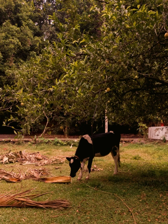 a cow stands in a field with wood for food