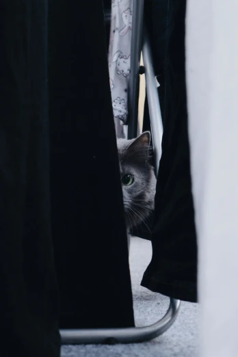 a grey cat looking through hole in a wall