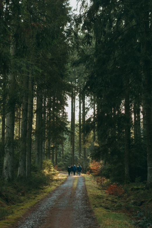 the people are walking in the path between the trees