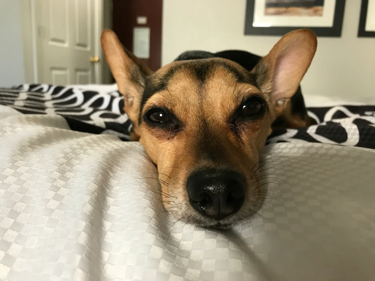 a close up of a dog laying on top of a bed