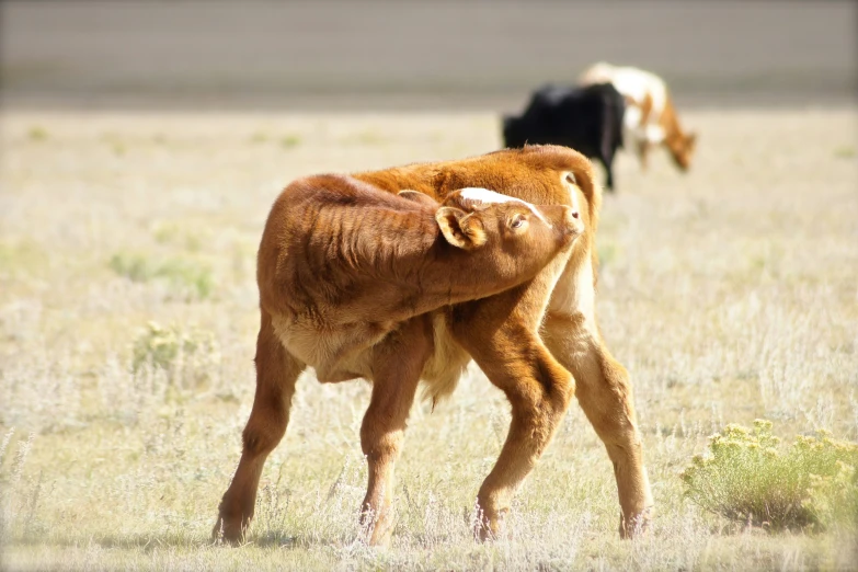 a young calf nursing from an adult cow