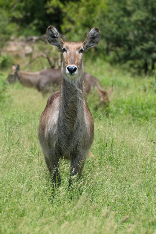 an image of a deer staring at the camera