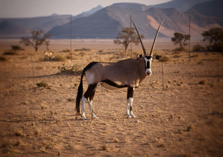 an antelope stands in the desert surrounded by hills