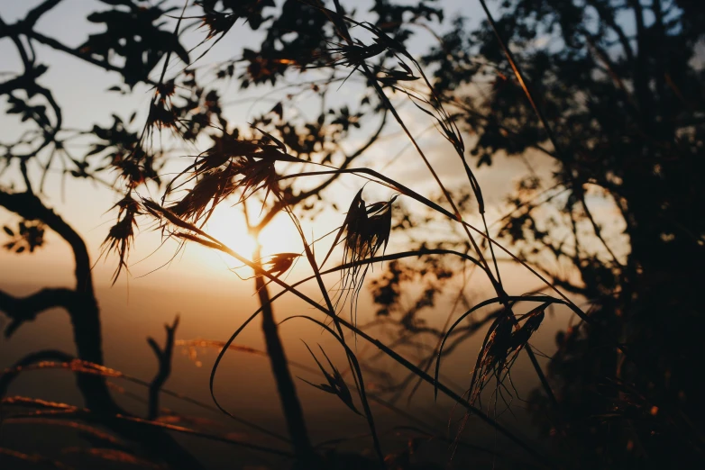 a silhouetted image of the sun through dry grass