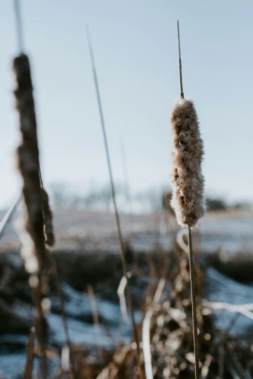 a couple of tall dry grass covered in snow