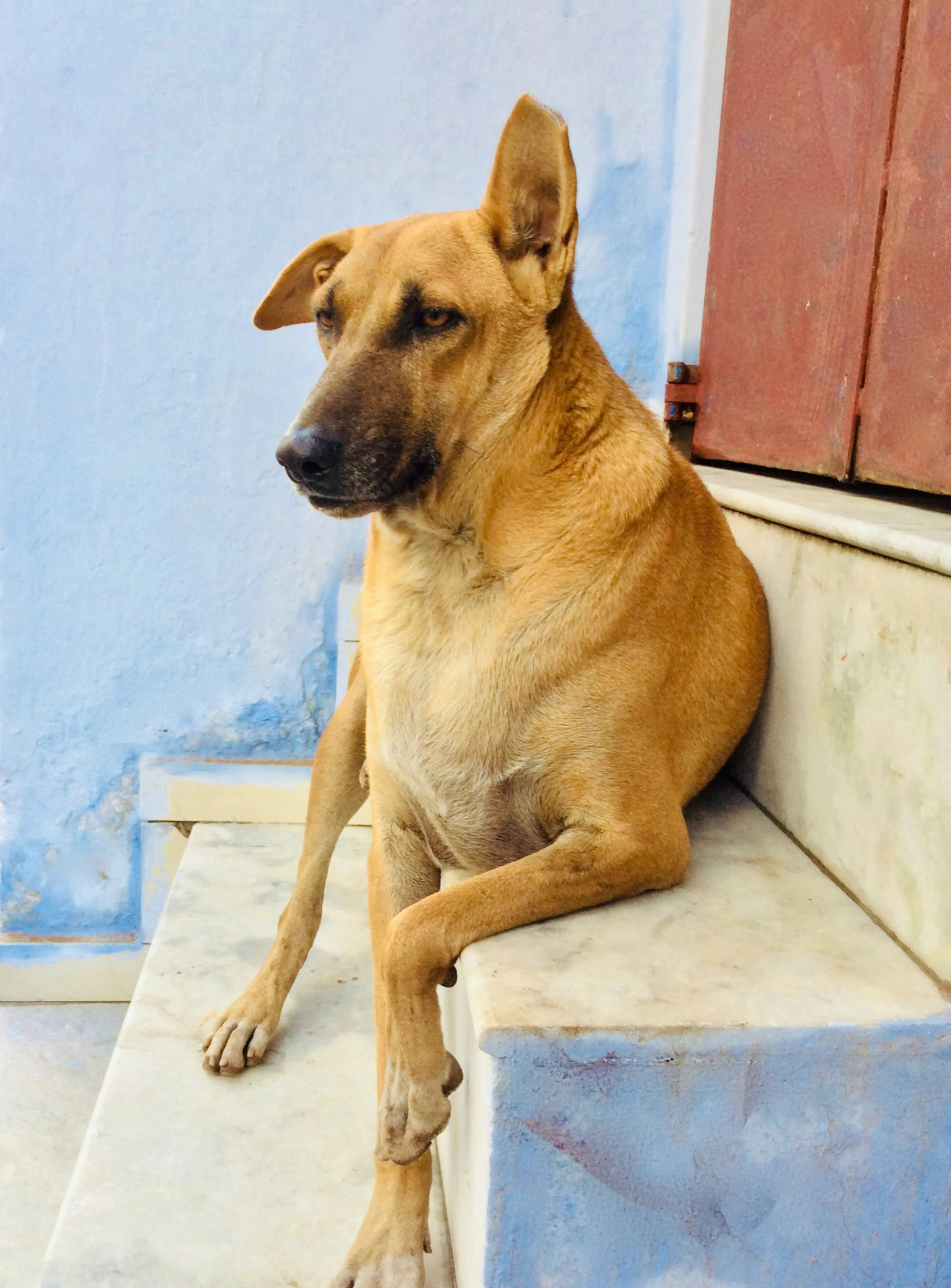 a tan dog sitting on the outside step