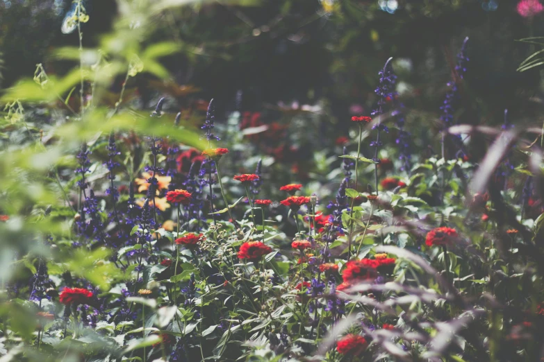 a field full of flowers and green plants