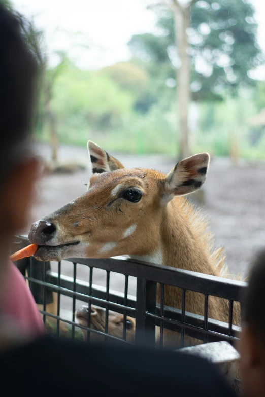 a deer sticking its head over the top of a fence