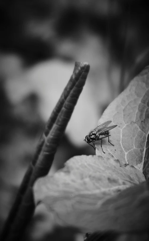 a small fly is on the side of a large flower