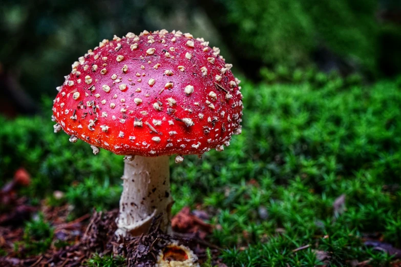 a very bright red mushroom sitting in the grass