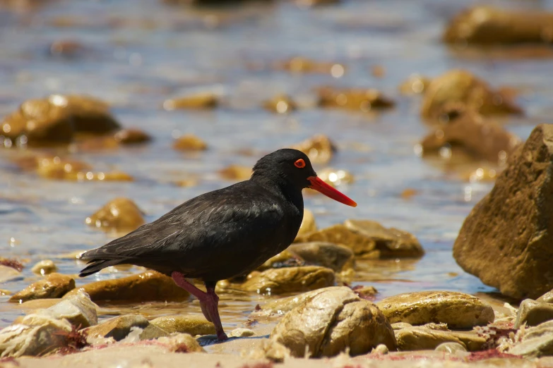a black bird walking along a river bed filled with rocks