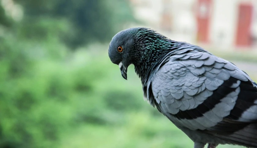 an image of a pigeon that is sitting on someone's shoulder