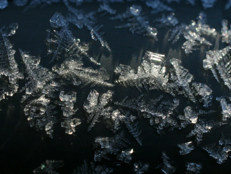 frosty nches covered in snow on a cold day