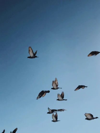 a flock of birds fly in the sky
