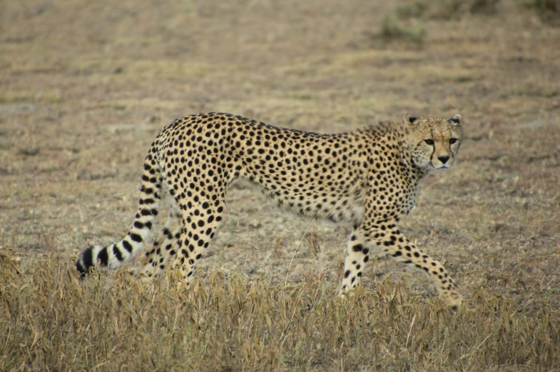 a large cheetah in the grass looking for a prey