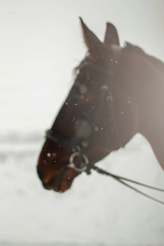 the horse is wearing bridle while standing in the snow